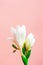 Close-up bud flower on pastel pink background, vertical. Concept springtime