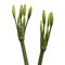 Close up - Bud of white flowers, White amaryllis flowers isolated on white background, with clipping path