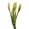 Close up - Bud of white flowers, White amaryllis flowers isolated on white background, with clipping path