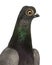 Close-up of Budapest Highflier pigeon