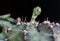 Close up of Budding Gymnocalycium cactus flower