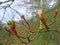 Close up of budding leaves of the horse chestnut tree in spring against a forest background