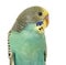 Close up of a Budgerigar parakee