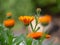 Close-up of buds and blossoms of marigold calendula