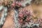 Close up of buds cactus in desert.