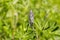 Close up of buds of Lupine flowers Silver Lupine on a wet morning, California