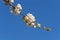 Close up of buds of pear flower. Selective focus, against the sky, in the afternoon. The concept of gardening, a rich harvest.