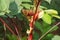 Close-up buds of red okra in the moring