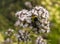 Close-up of Buff Tailed Bumble Bee Bombus terrestris on Oregano Flower Origanum vulgare