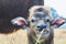 Close up a buffalo calf