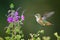 Close-up of a buffy hummingbird (Selasphorus rufus) in flight in front of flowers