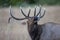 Close-up of bugling elk