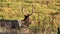 close up of bull elk feeding on a bush near the madison river