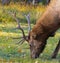 Close up of a Bull Elk grazing in Banff National Park