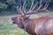 Close up of bull Elk with head thrown back, bugling.