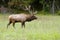 Close up Bull Elk during the rutting season.