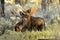 Close up Bull Moose antlered lying in sagebrush.