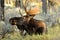 Close up Bull Moose antlered lying in sagebrush.