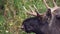 Close-up of a Bull Moose, Elk with antlers. During the rut.