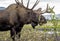 Close up bull Moose feeding on green shrubs.