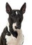 Close up of a Bull Terrier Miniature, isolated