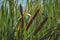 Close up of bulrushes reeds