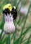 Close up of Bumble Bee on Bud of chive plant