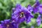 Close-up of a bumble bee collecting honey nectar and pollen on a blue violet blossom, Germany