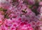 A close up of a bumble bee floating under an azalea bush looking for pollen and nectar.