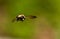 Close up Bumble Bee flying toward the camera.