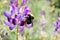 Close up of Bumble bee gathering nectar from Lupine flowers in spring, California