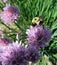 Close up of Bumble Bee Pollinating Chive Flower