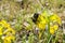 Close up of Bumble bee pollinating a Franciscan wallflower or San Francisco wallflower Erysimum franciscanum, California