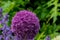 Close up of bumble bee pollinating a purple Allium flower. With its large globe shaped head made up of tight clusters of spiky