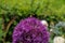 Close up of bumble bee pollinating a purple Allium flower. With its large globe shaped head made up of tight clusters of spiky