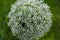 Close up of bumble bee pollinating a white Allium flower. With its large globe shaped head made up of tight clusters of spiky