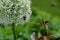 Close up of bumble bee pollinating a white Allium flower. With its large globe shaped head made up of tight clusters of spiky