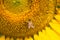 Close up of bumble bee on sunflower