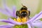 Close up of a bumblebee on an aster flower with leg in the air.