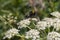 Close-up bumblebee atop white white wildflowers, British summertime
