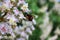 Close up of a bumblebee at the blossom of a chestnut tree