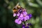 Close-up from a bumblebee collecting honey from a purple flower