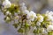 Close-up of a bumblebee collecting nectar from a pear blooming in spring. The concept of gardening and a rich harvest..