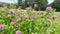 Close up Bumblebee collects nectar from a clover flower. Windy sunny summer day. The red clover blooms beautifully and