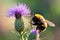 A close-up of a bumblebee, delicately collecting nectar from the heart