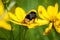 Close-up of bumblebee drinking nectar from yellow wildflower on meadow