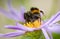 Close up of a bumblebee drying itself on a flower after rain.