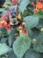 Close up of Bumblebee Feeding on Lantana Flowers