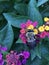 Close up of Bumblebee Feeding on Lantana Flowers