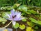 Close-up on a bumblebee feeding on a violet water lily flower